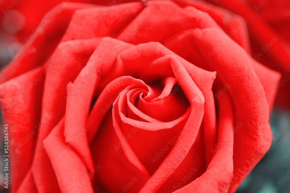 Red rose freshflowers soft petal patterns for valentine or wedding day background Red rose freshflowers soft petal patterns for valentine or wedding day background