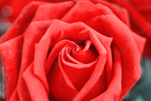 Red rose freshflowers  soft petal patterns  for valentine or wedding day background