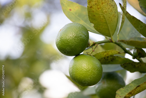 Wallpaper Mural lemon tree
lemon Torontodigital.ca