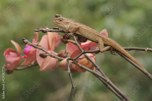 An oriental garden lizard is sunbathing on a flower-filled moth orchid stem. This reptile has the scientific name Calotes versicolor.
