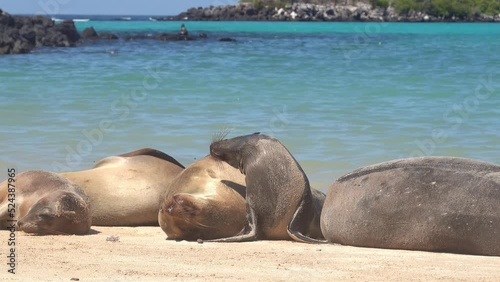 Galapagos, Ecuador: Galapagos Sea lions are resting on the Barrington bay beach in the Santa Fe island in the Pacific ocean on a sunny day.  photo