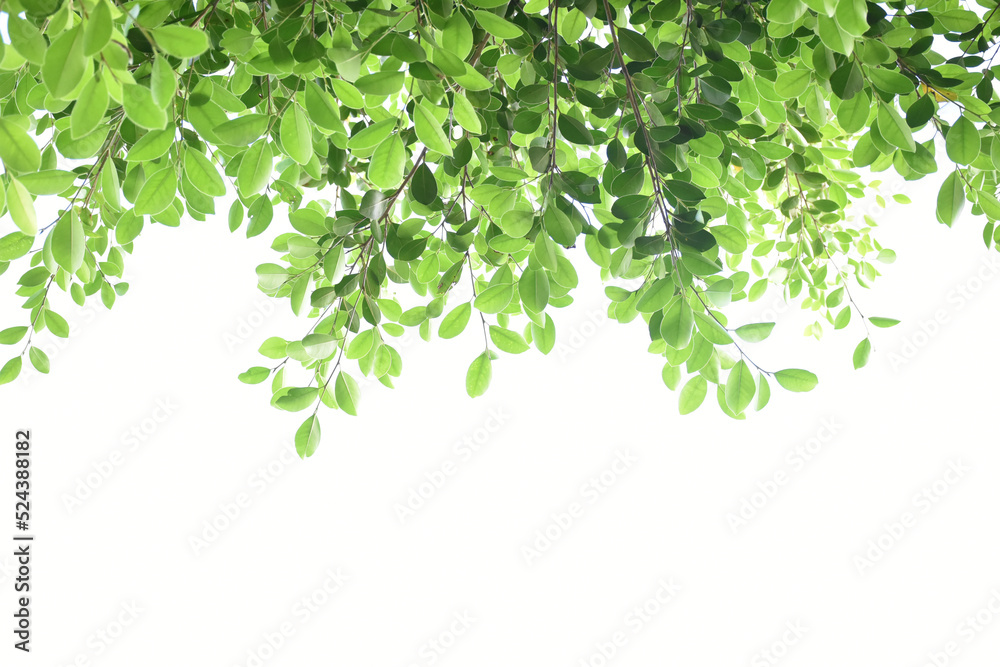 Ficus benjamina branches and leaves, soft and selective focus, blurr clouds and bluesky background. Ficus benjamina branches and leaves, soft and selective focus, blurr clouds and bluesky background.