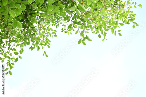 Ficus benjamina branches and leaves, soft and selective focus, blurr clouds and bluesky background.