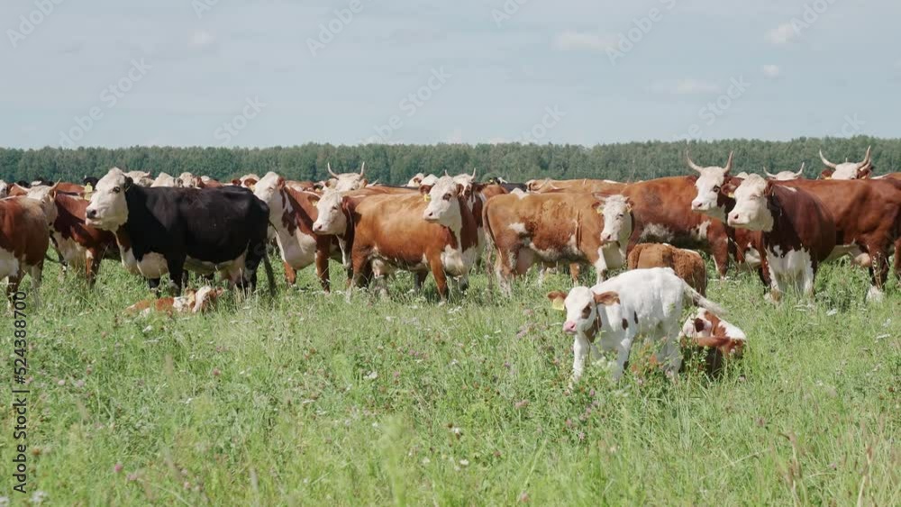 Countryside, brown cows and calves grazing in a green field of grass, organic dairy farm. Countryside, brown cows and calves grazing in a green field of grass, organic dairy farm.