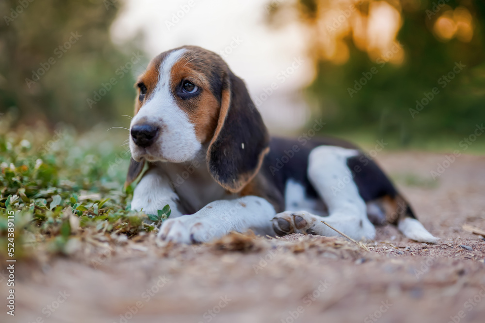 Portrait of a cute beagle puppy sit on the ground outdoor . Portrait of a cute beagle puppy sit on the ground outdoor .