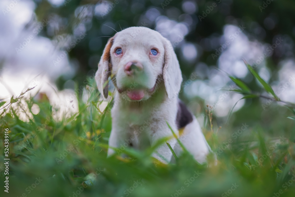 An adorable white hair beagle puppy is playing in the grass field.