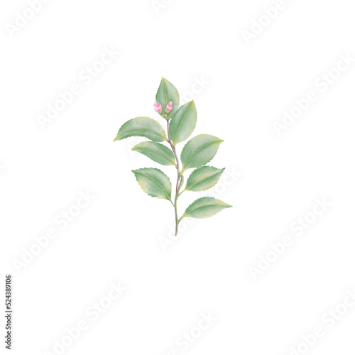 Green leaf watercolor camellia illustration.