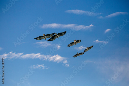 Fototapeta Naklejka Na Ścianę i Meble -  eagles in the sky