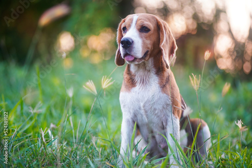 Portrait of a cute beagle dog sitting on the green grass out door.