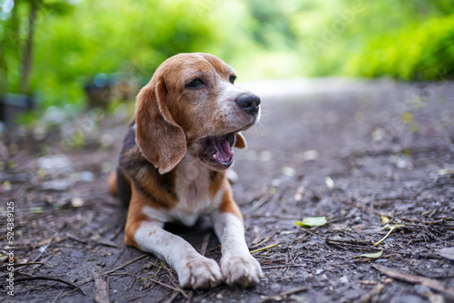 An old tri-colored beagle dog yawning, lay down on the ground outdoor .