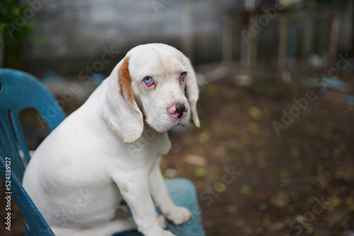 Portrait of a cute white hair beagle dog sitting on the plastic chair outdoor.