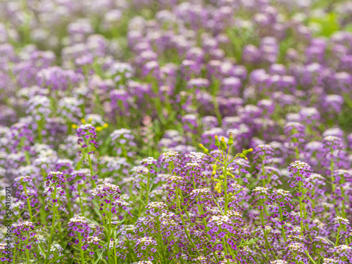 Dainty purple and white flowers of Lobularia maritima Alyssum maritimum  sweet alyssum or sweet alison