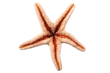 Starfish seastar star fish isolated transparent background photo PNG file