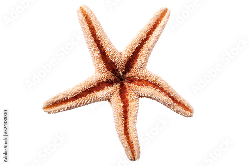 Fototapeta Starfish seastar star fish isolated transparent background photo PNG file