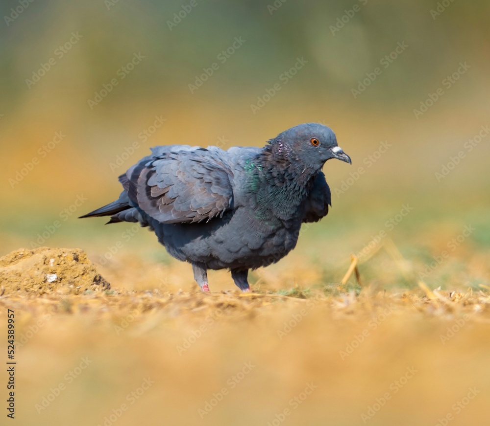 Rock pigeon on ground. Rock dove. Columba livia. Bird background. Natural background. Abstract background. Wildlife photography. Rock pigeon on ground. Rock dove. Columba livia. Bird background. Natural background. Abstract background. Wildlife photography.