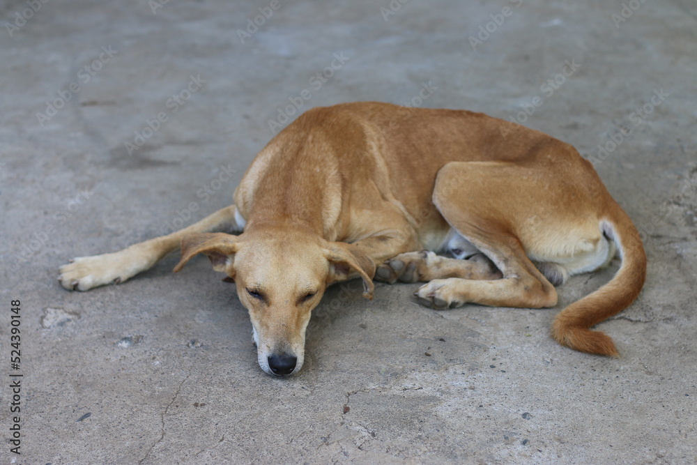 dog sleeping on the ground dog sleeping on the ground