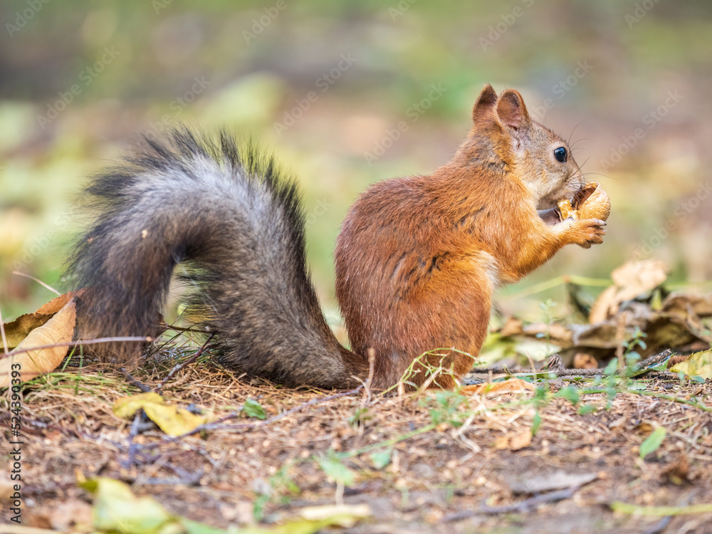 Autumn squirrel with nut sits on green grass with fallen yellow leaves Autumn squirrel with nut sits on green grass with fallen yellow leaves