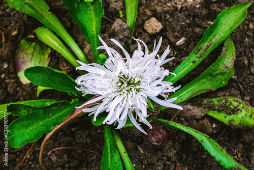 Directly above stokes aster in summer photo