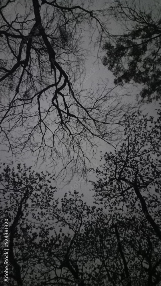 Fototapeta premium reflection of a tree