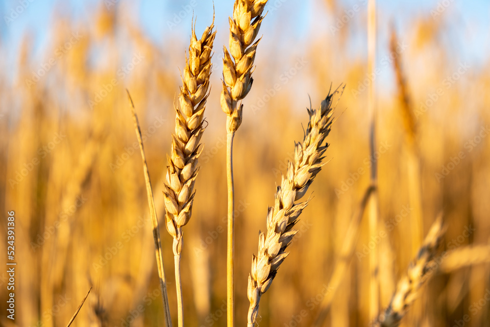 Rural landscape. Background of ripening ears of wheat field and sunlight. Selective focus. Field landscape. Rural landscape. Background of ripening ears of wheat field and sunlight. Selective focus. Field landscape.