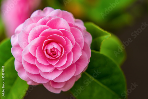 A pink rose on a green leafy background