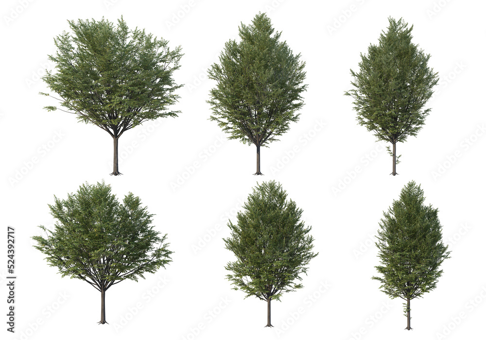 Fototapeta premium Multicolored leafy tree on transparent background