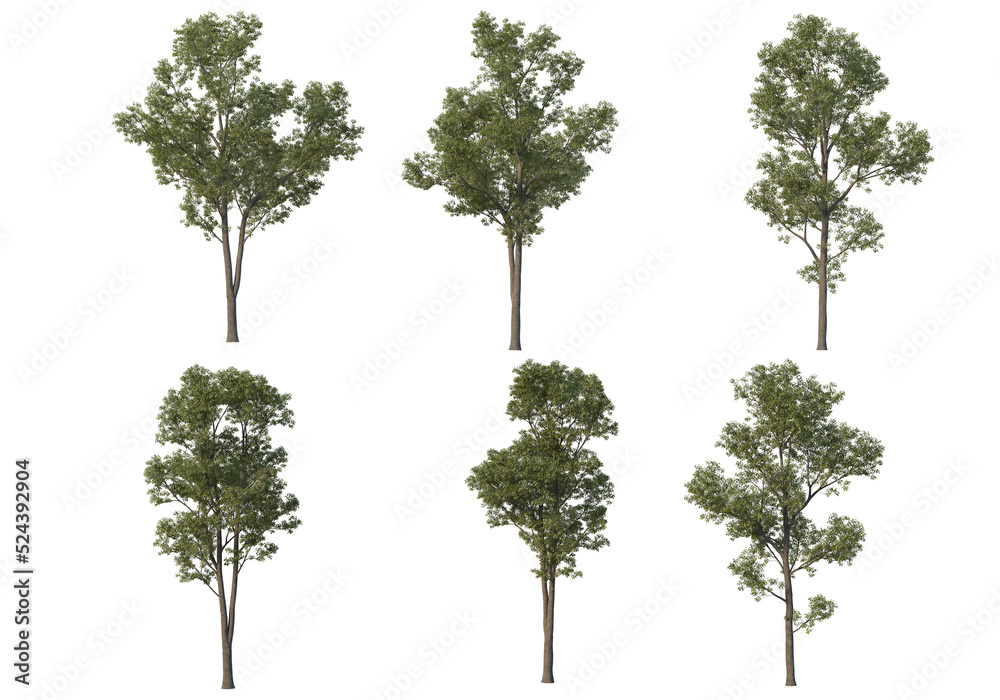 Tree on a transparent background
Tree on a transparent background