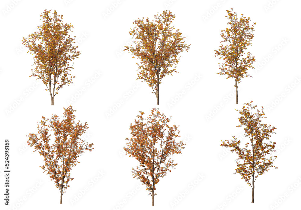 Fototapeta premium Autumn forest on a transparent background 