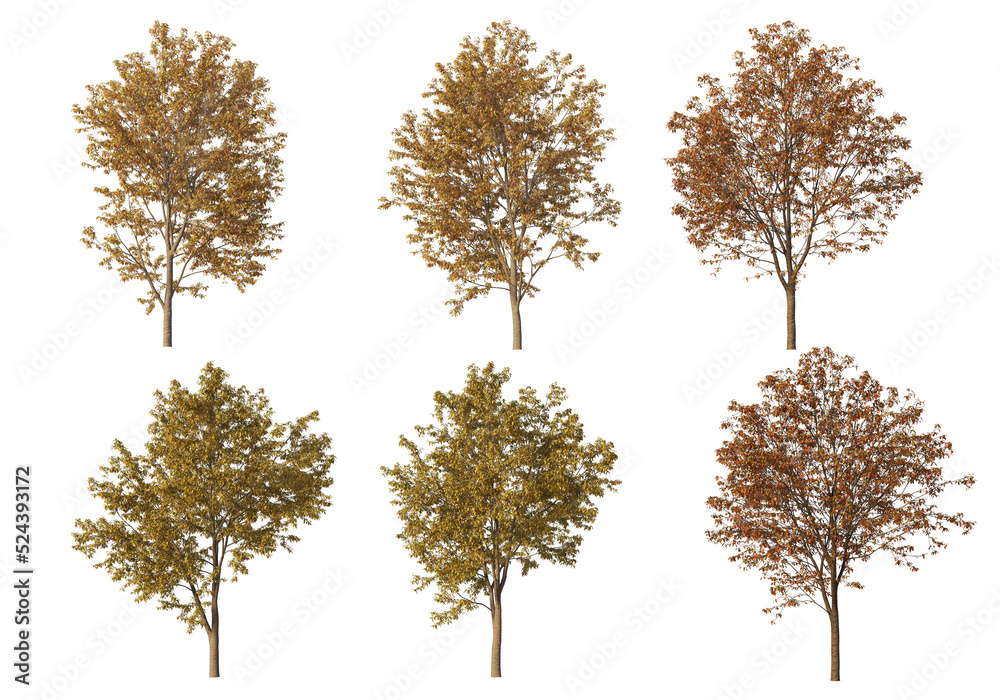 Autumn forest on a transparent background
Autumn forest on a transparent background