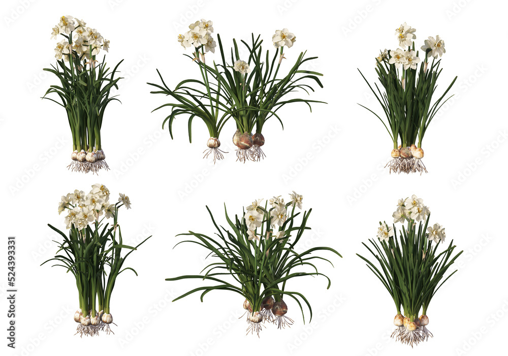 Fototapeta premium Shrubs and flower on a transparent background 
