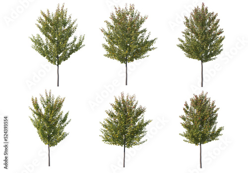 Multicolored leafy tree on transparent background