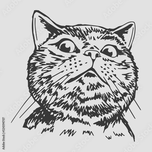 Cat vector art