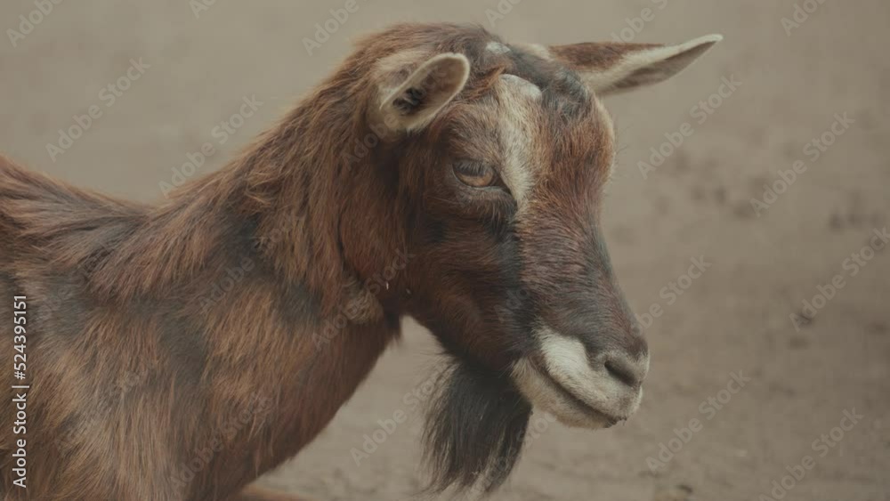 Pygmy goats small breed of domestic goat Pygmy goats small breed of domestic goat