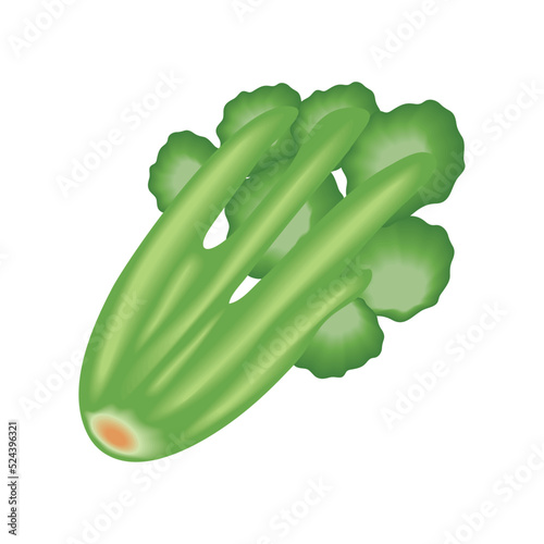 realistic vegetable celery