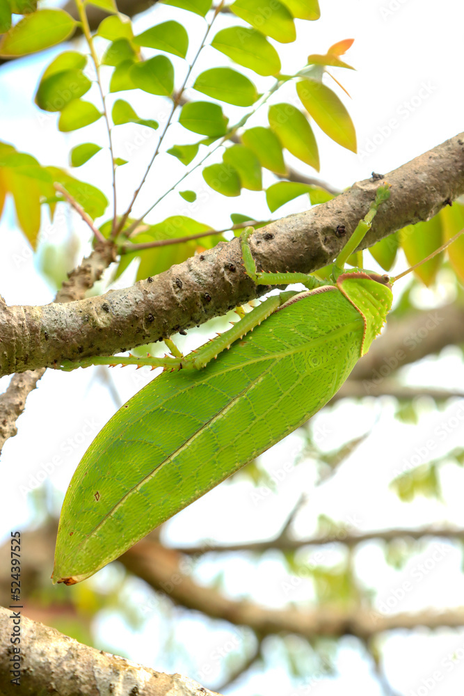 Fototapeta premium big green grasshopper Live in nature, in the trees, harmoniously in the environment. see details of wings and a macro body green, animal, insect, leaf-like, beautiful during the day in summer science