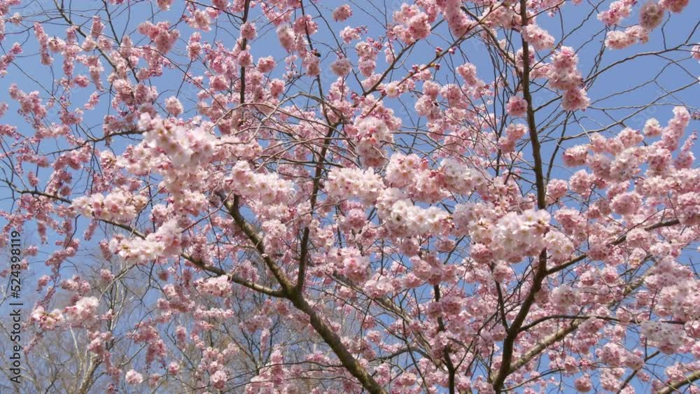 Beautiful pink sakura flowers against spring blue sky Beautiful pink sakura flowers against spring blue sky