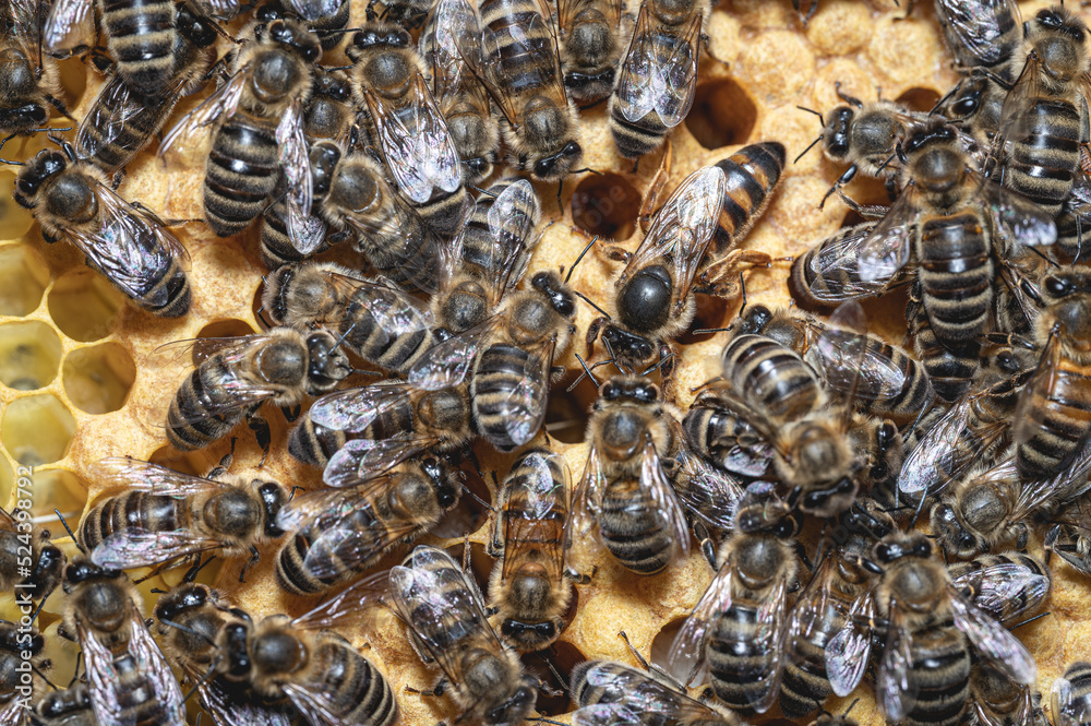 Królowa pszczół. Pszczela matka. Królowa pszczół w towarzystwie opiekunek, chodząca po plastrze. Plaster czerwiu i matka pszczela. Zakryty czerw pszczeli. Pszczoła miodna w ulu. Apis mellifera. - obrazy, fototapety, plakaty 