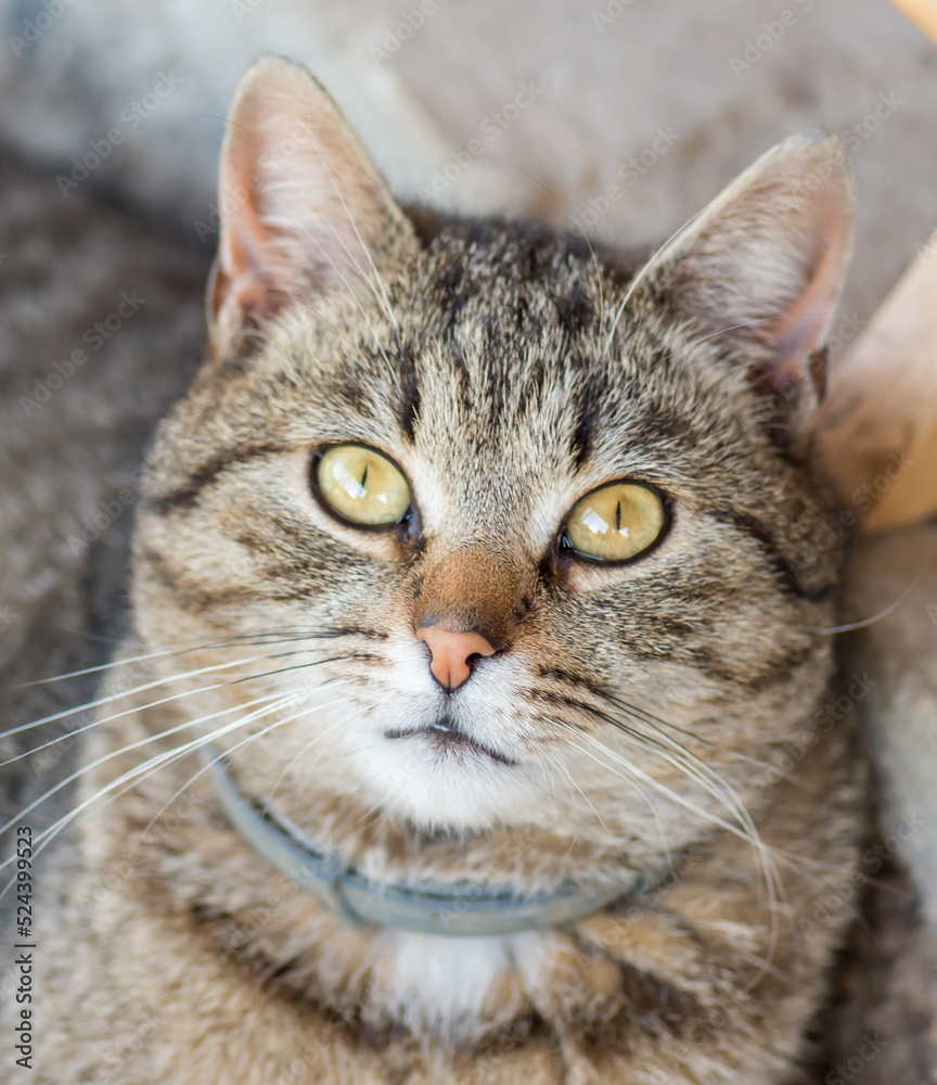 Domestic cat, playful kitty in the garden during the summer Domestic cat, playful kitty in the garden during the summer