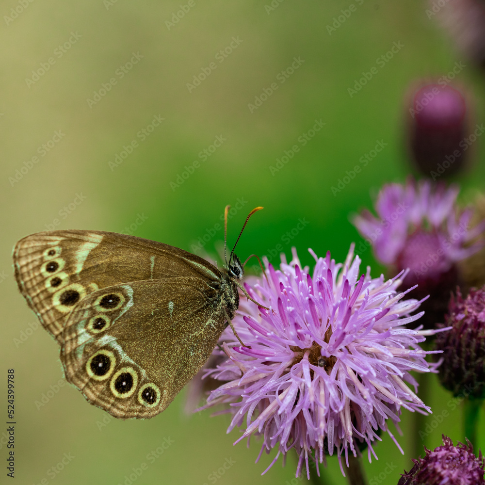 Obraz premium Lepidopter butterfly on a thistle flower in a meadow