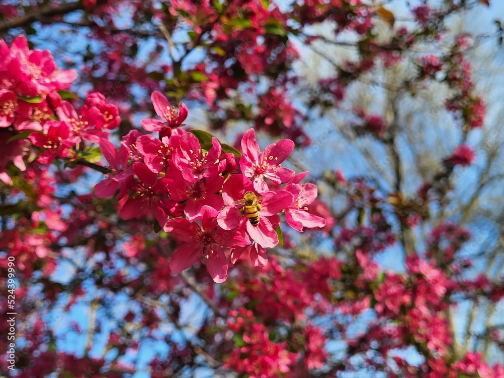 pink flowering crabapple tree blossoming in spring pink flowering crabapple tree blossoming in spring