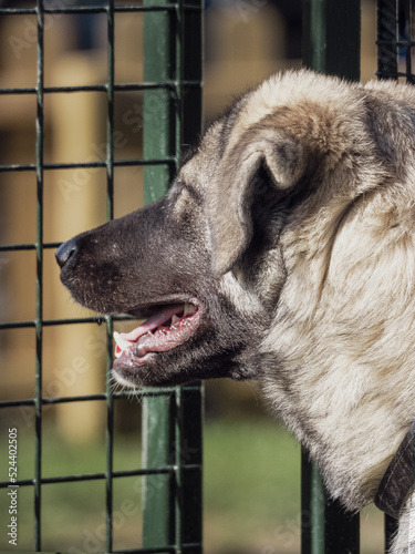 stunning dog behind the fence in a shelter awaiting adoption