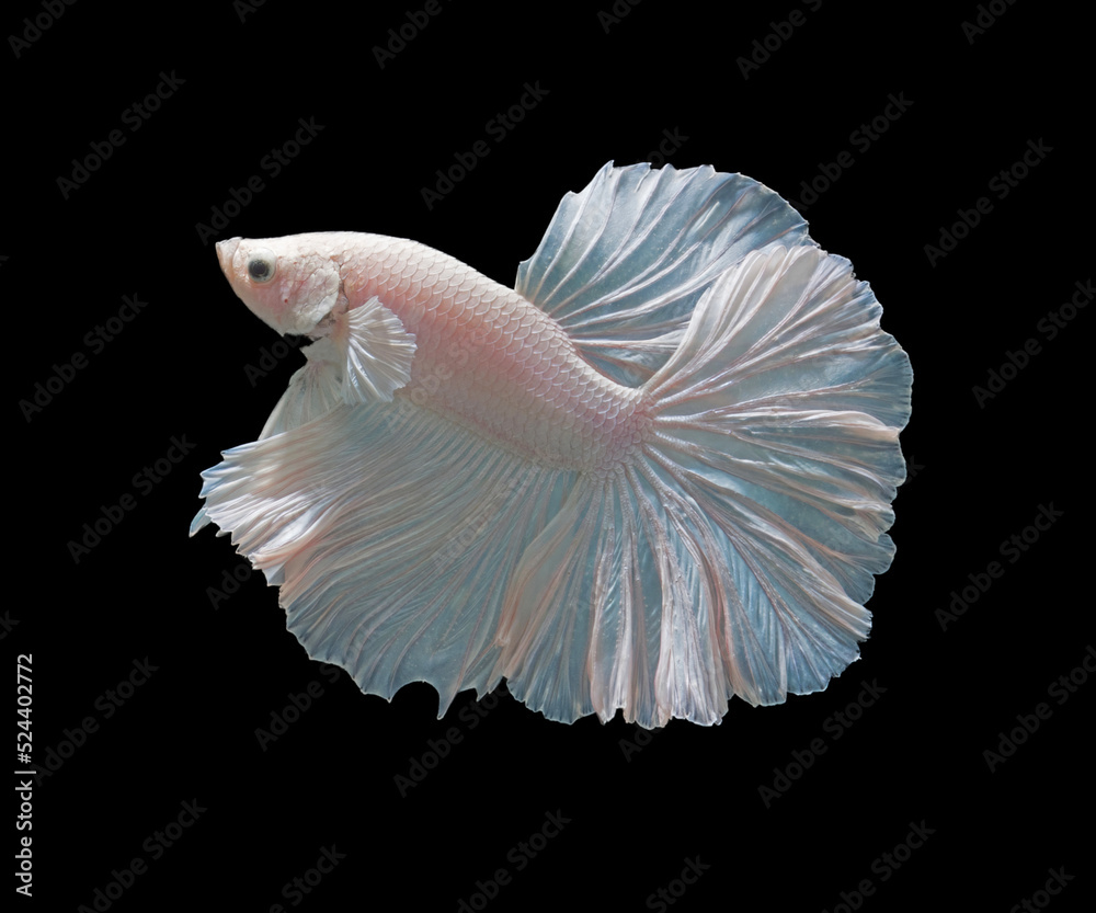 Plakad. Thailand Fighting fish isolated on black. Plakad. Thailand Fighting fish isolated on black.