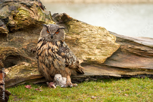 Wild Eurasian Eagle Owls outside their nest. Mother and white chick, they eat a piece of meat
