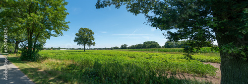 Landscape with trees and fields just outside of Zelhem in The Netherlands.