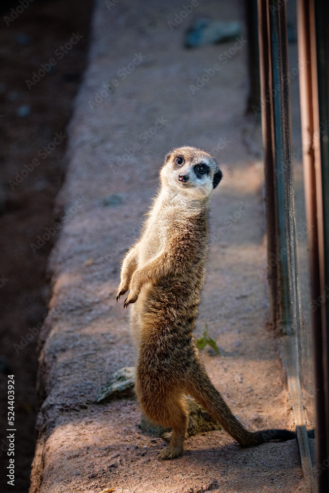 Fototapeta premium standing meerkat