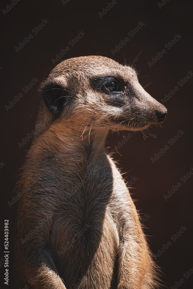 Fototapeta premium portrait of meerkat