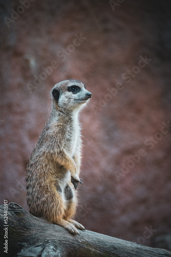 standing meerkat © Jim Barris