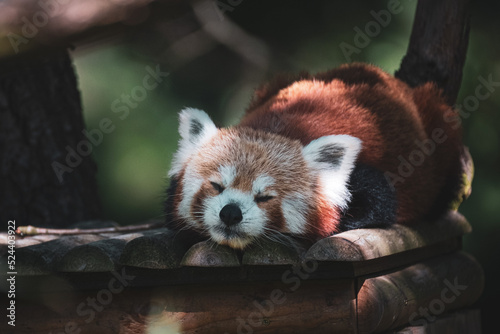 red panda on the tree