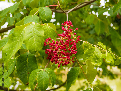 Tetradium daniellii  ou arbre à miel aux follicules luisantes en corymbes rouge vif au bout de branches au feuilles pointues, vernissées et veloutées vert bleuté, marge ondulée  photo