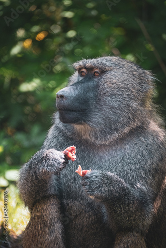 Obraz na płótnie primate, monkey